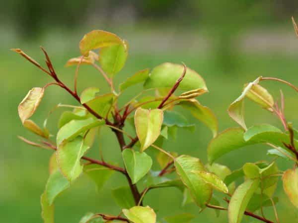 päärynä ei kanna hedelmää