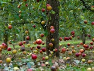 Les raisons pour lesquelles la prune tombe avant de mûrir et que faire