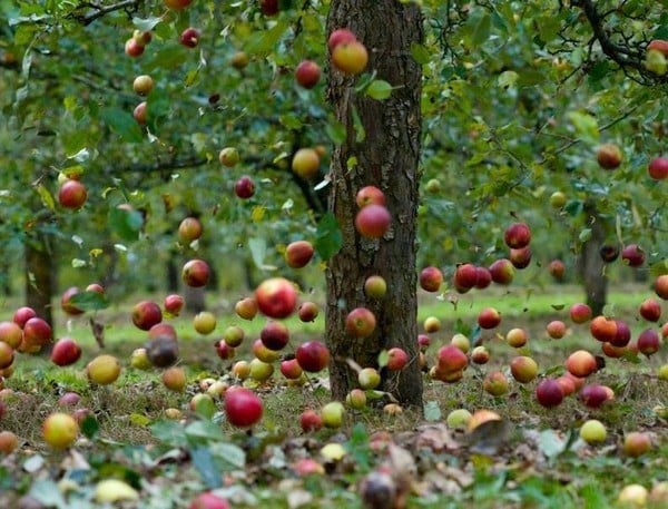 les prunes tombent