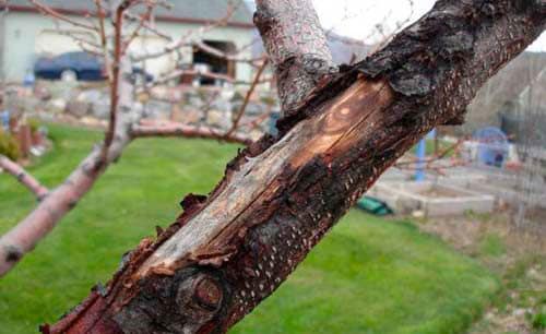 l'écorce du pommier se fissure