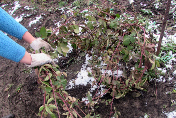 blackberry breeding