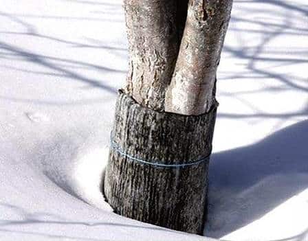 apple tree shelters