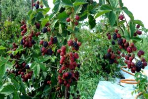 Cómo y qué alimentar a las moras en primavera, verano y otoño durante la floración y la fructificación.