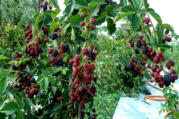 tipos de moras