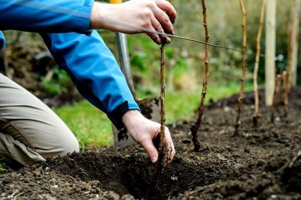 planter la racine