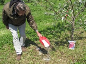 Comment nourrir une poire au printemps, en été et en automne, règles et normes de fertilisation