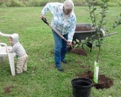 apple tree wonderful