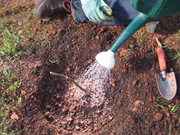 watering blackberries