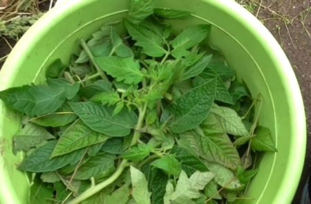 Infusion de fanes de tomates