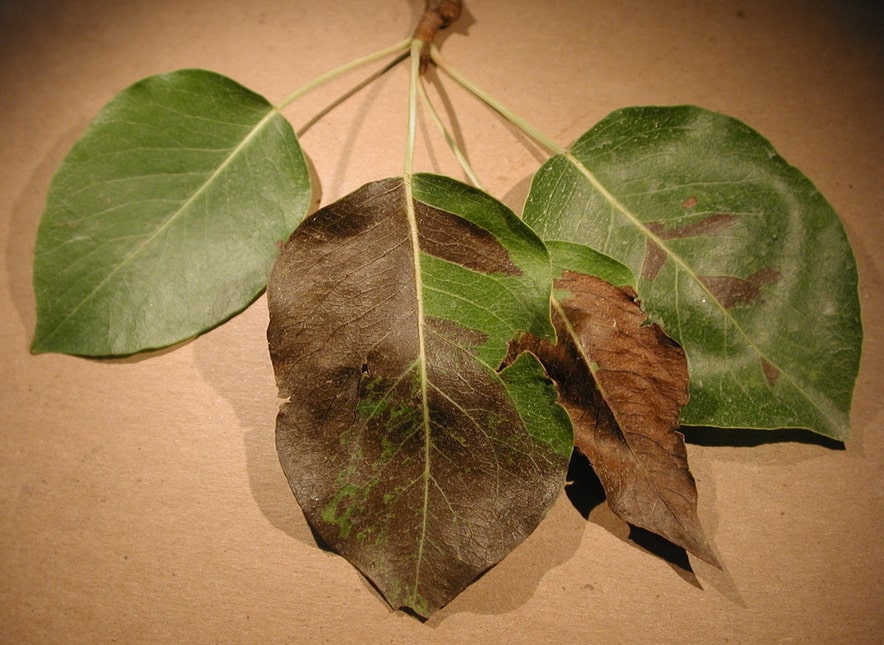 les feuilles de poire deviennent noires