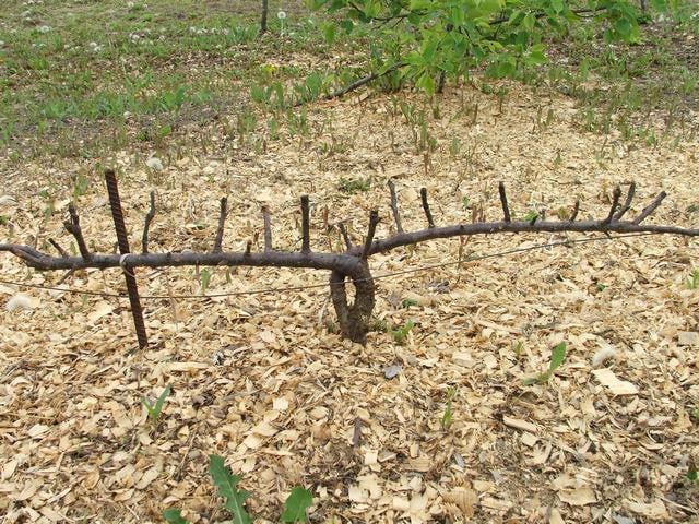 creeping apple tree