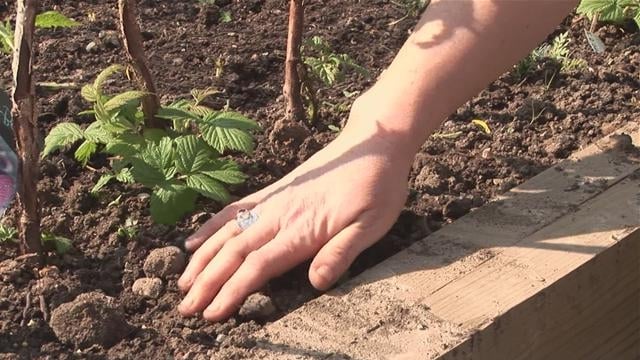 how to care for blackberries