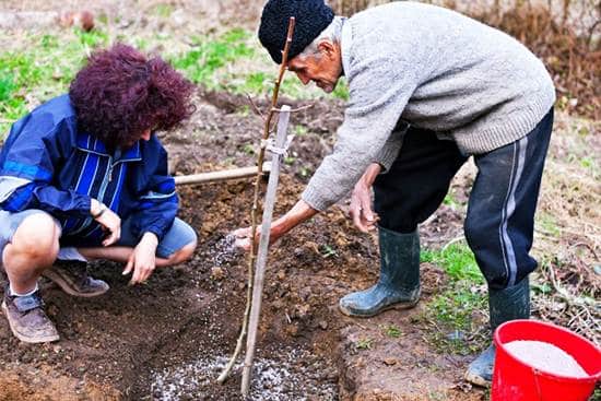 plantation de prune