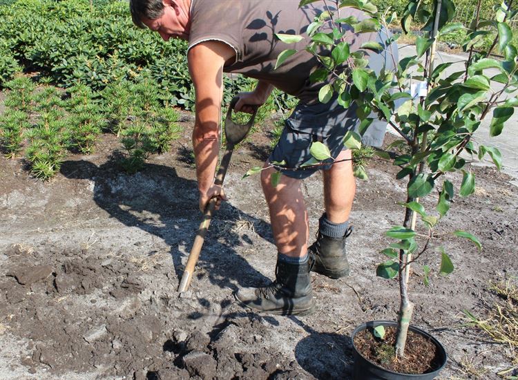 planter un pommier