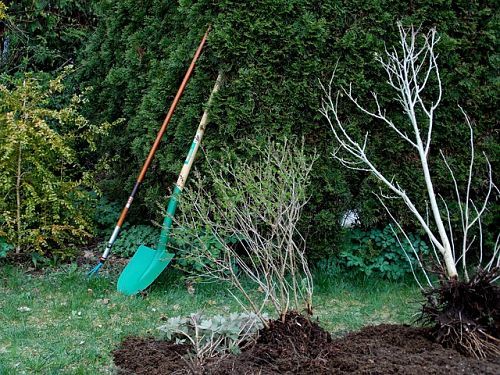 planting apple trees