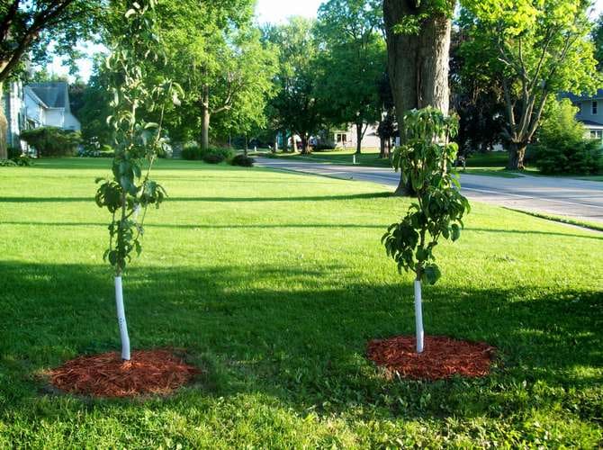 planter un pommier