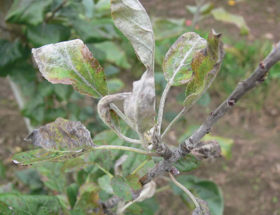 plantation de prune