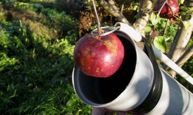 Recogedor de frutas con agarre