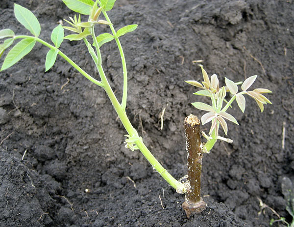 how to plant a walnut