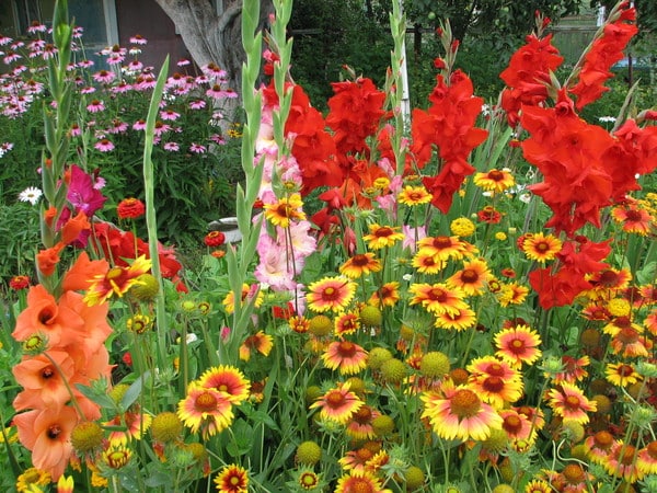 bakit ang pagbabago ng kulay ng gladioli