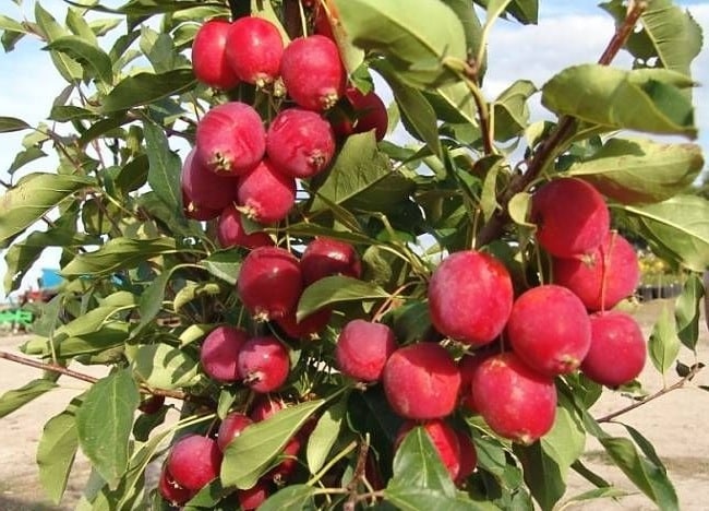 manzana celestial