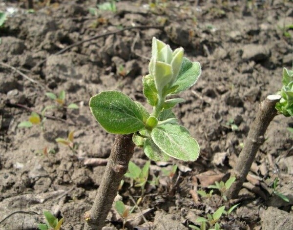 quince cuttings