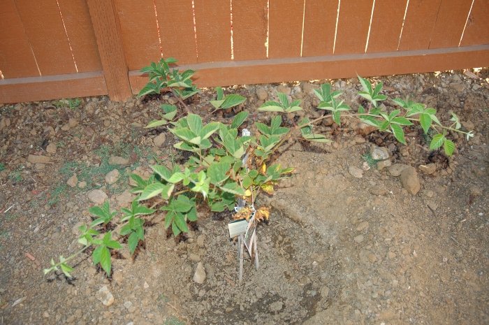 Mûre à feuilles persistantes sans épines