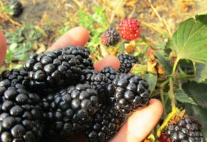 Las mejores variedades de moras remontantes, plantación, cultivo y cuidado