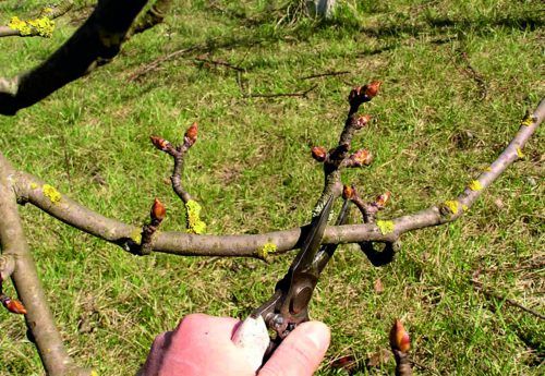 pruning pear