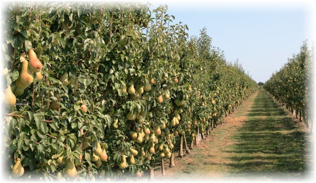 poire colonnaire