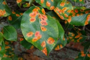 Que faire s'il y a des taches jaunes sur les feuilles d'une poire, les causes de la maladie et son traitement