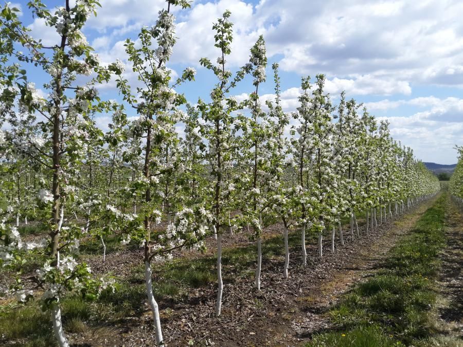 apple seedlings