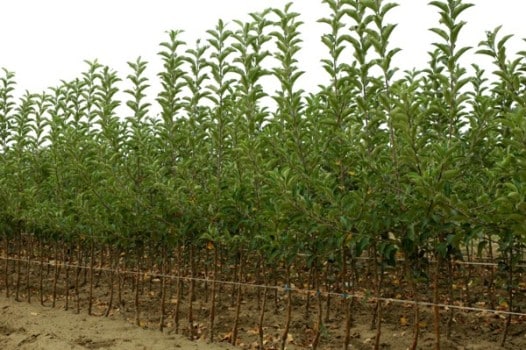 pear seedlings