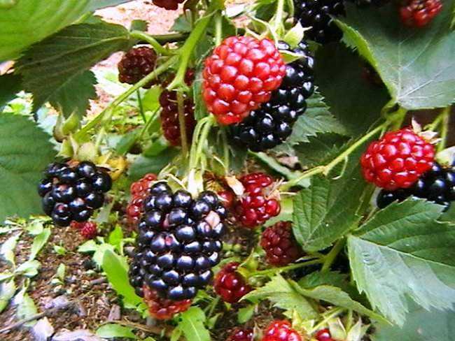 fresh blackberries