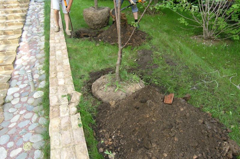 planting an apple tree in the suburbs