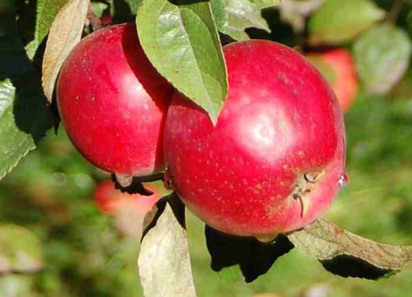 anís de manzana