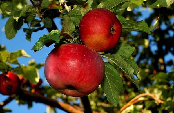 apple tree aport