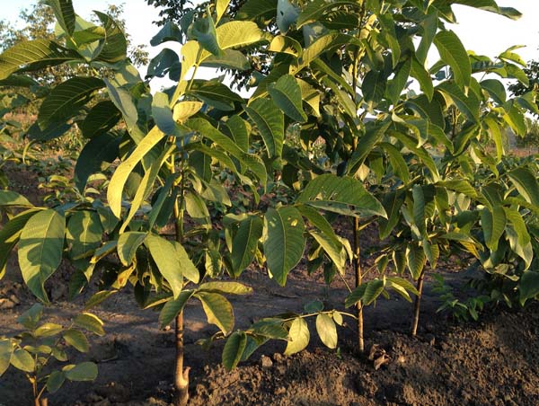 how to plant a walnut