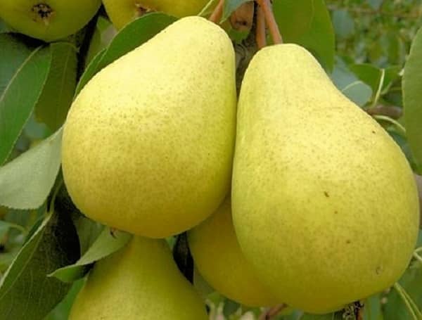 ripe pear