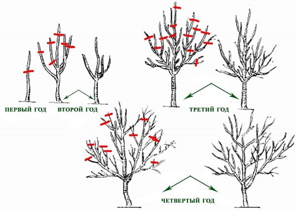 apple pruning