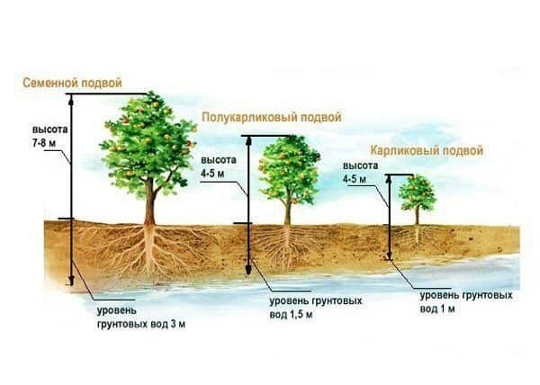 planting an apple tree