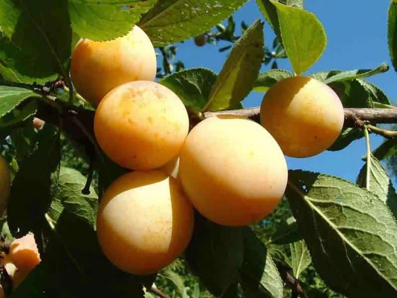 Yakhontovaya plum