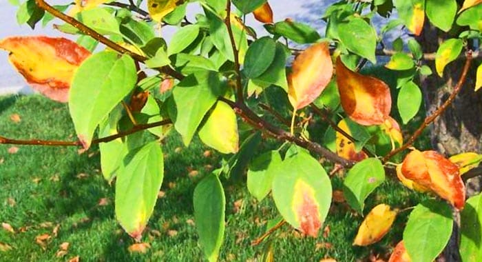 yellow spots on the pear