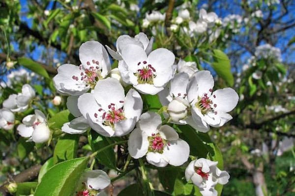 pear flowers