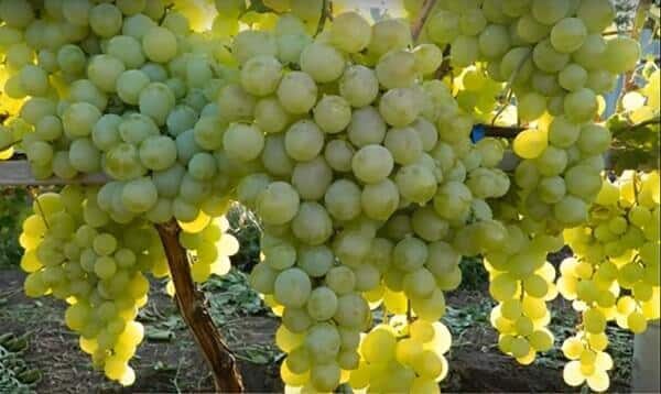 grapes anatoly the great