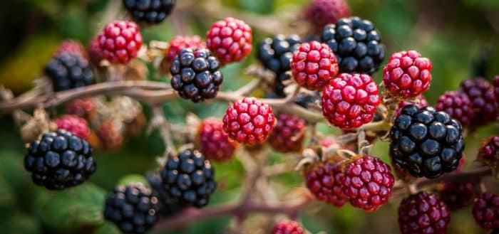 blackberry variety Arapaho