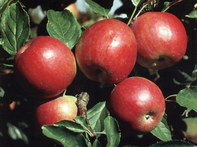 pommier rouge précoce