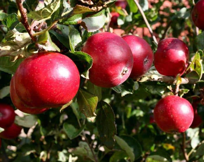 pommier rouge précoce