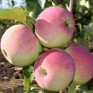 Description et caractéristiques de la variété de pomme Fraîcheur, subtilités de plantation et d'entretien