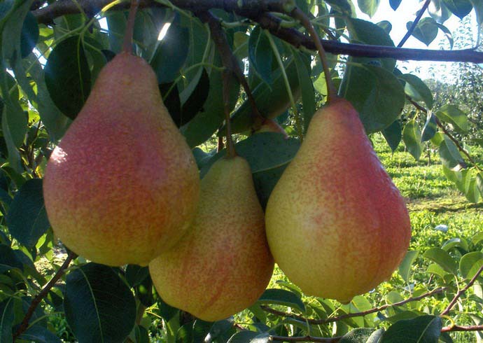 pear cathedral